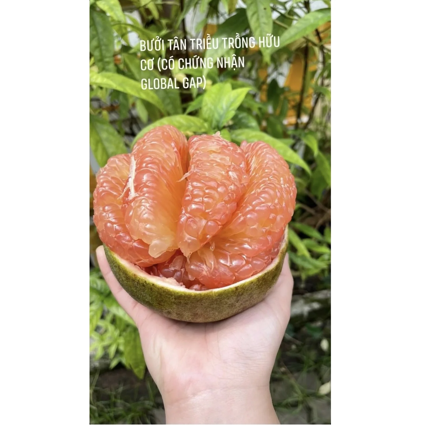 Top Fresh And Green Agriculture Fruits TamEco Organic Pomelo with Delicious flavor from Viet Nam