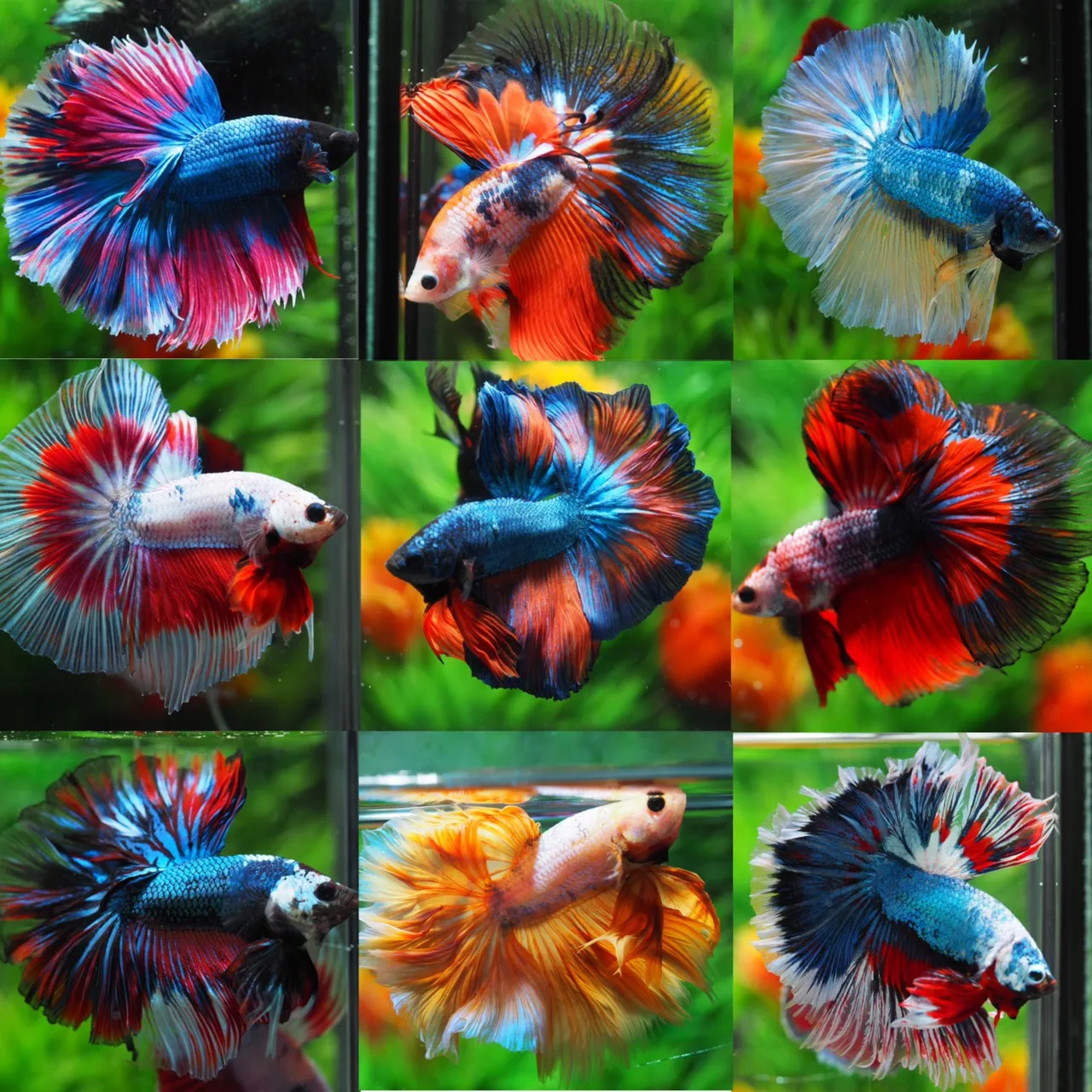 
MYSTERY BOX LIVE BETTA FISH HIGH QUALITY-Thailand Betta Fish Premium Quality Plakat Siamese Fighting Fish 