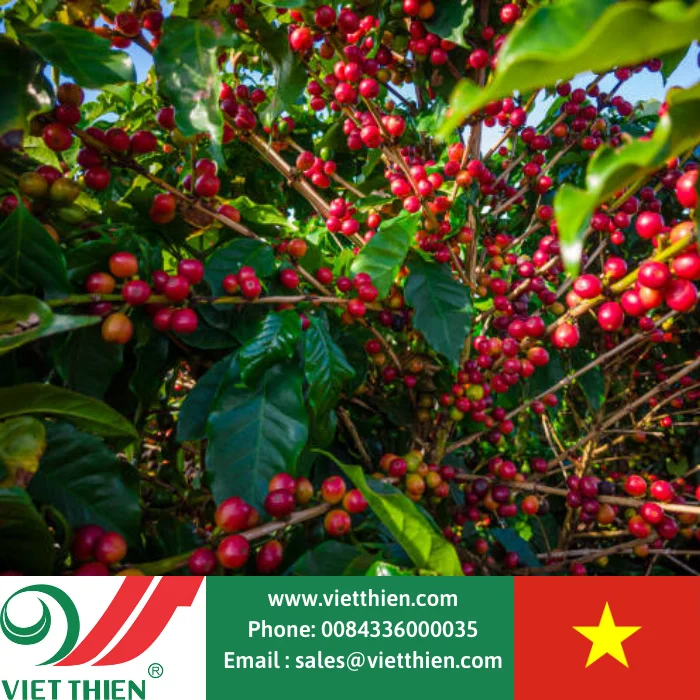  Высококачественные кофейные зерна Арабики для экспорта оптом доступны оптовой продажи по всему миру из Вьетнама