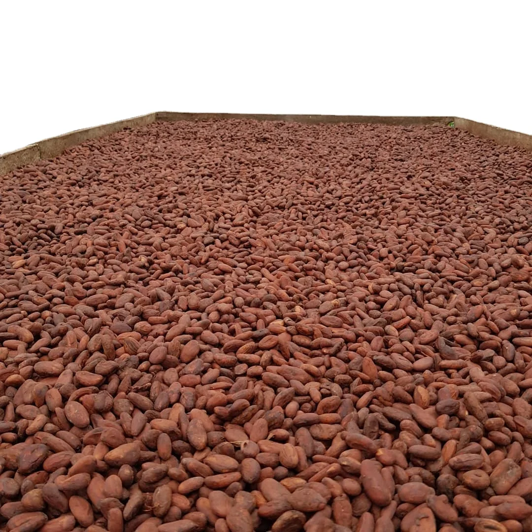 Cacao Beans ,Dried Criollo Cocoa Beans ,Organic Roasted Cacao Beans cheap prices