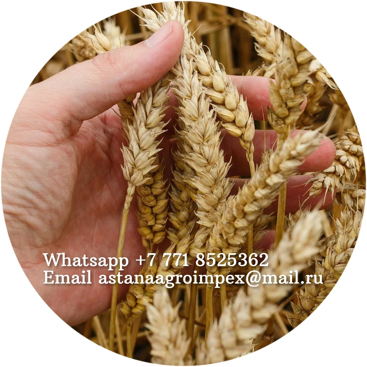 
High quality grain of soft wheat for baking bread from Kazakhstan 