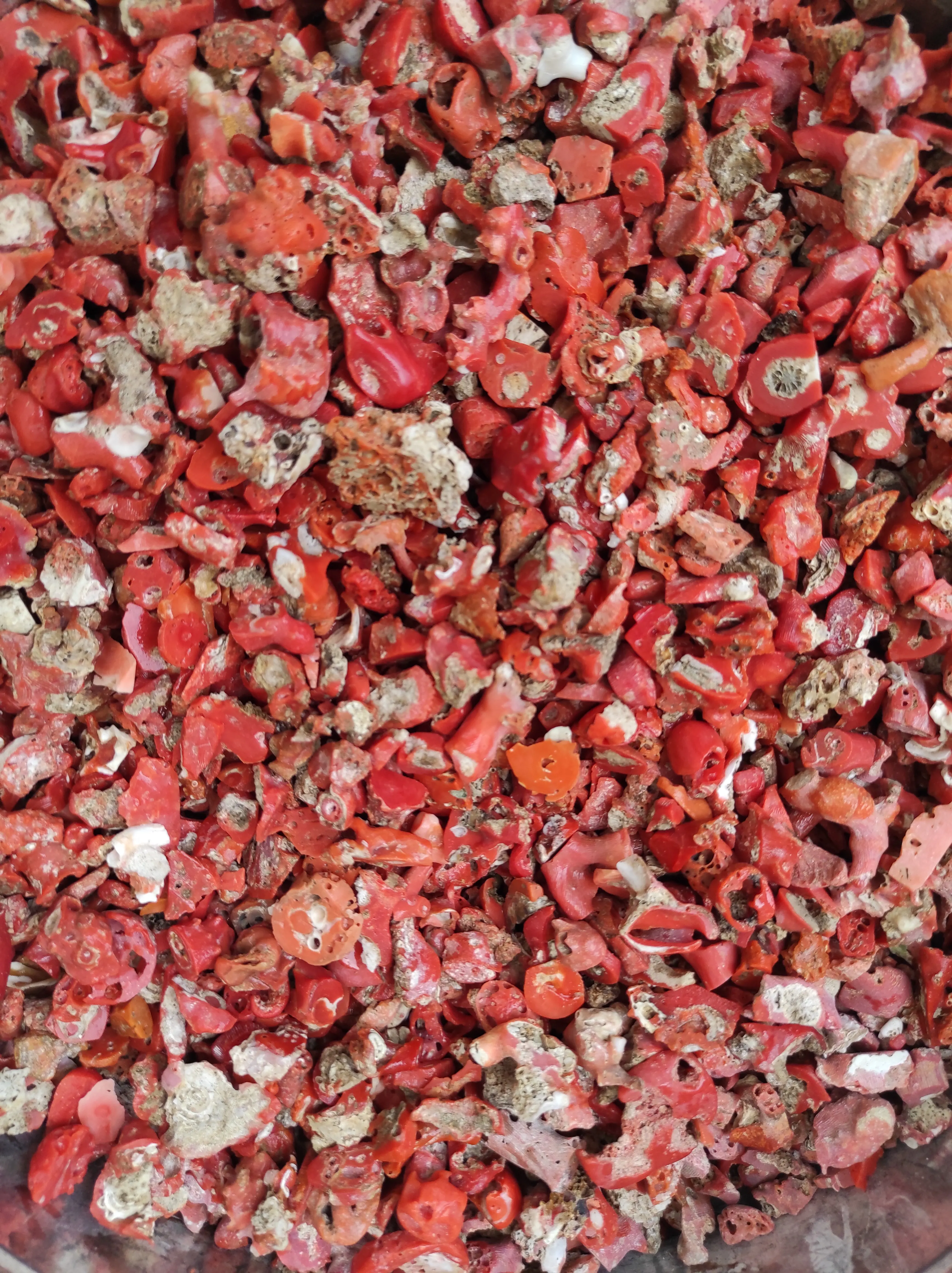 
Unpolished Italian Red coral waste leftovers Mediterranean Sea by Sardinia coast corallium rubrum made in Italy 