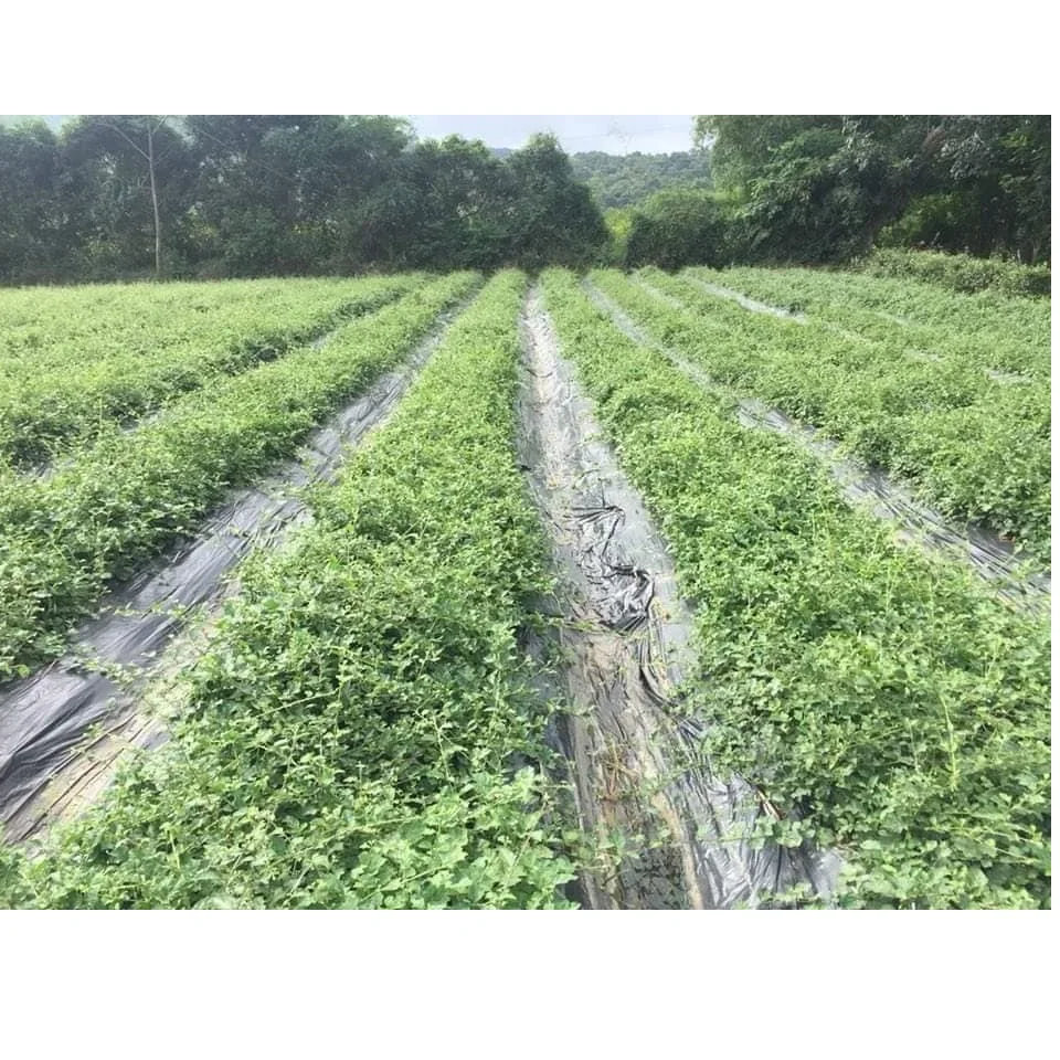 High Quality Best Price Best Selling Fragrant Green Natural Detoxification Solanum Procumbens Tea Bag Exported From Vietnam