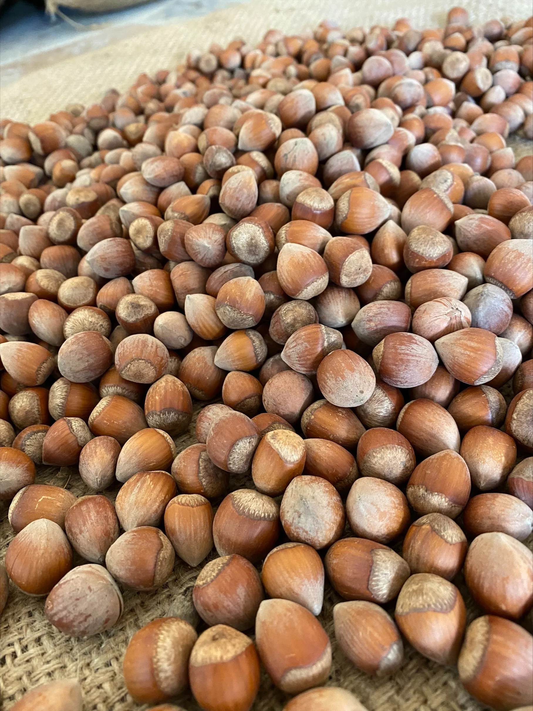 PREMIUM QUALITY EXW READY FOR SALE TURKISH HAZELNUT NATURAL ROASTED AND RAW HAZELNUTS SHELLED (2021- Giresun))