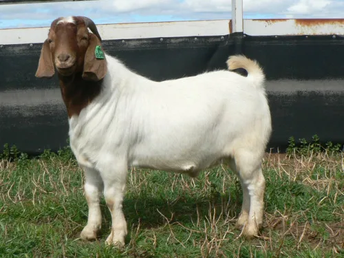 Бурские козы сааненские для продажи/живые бурские доступные экспорта