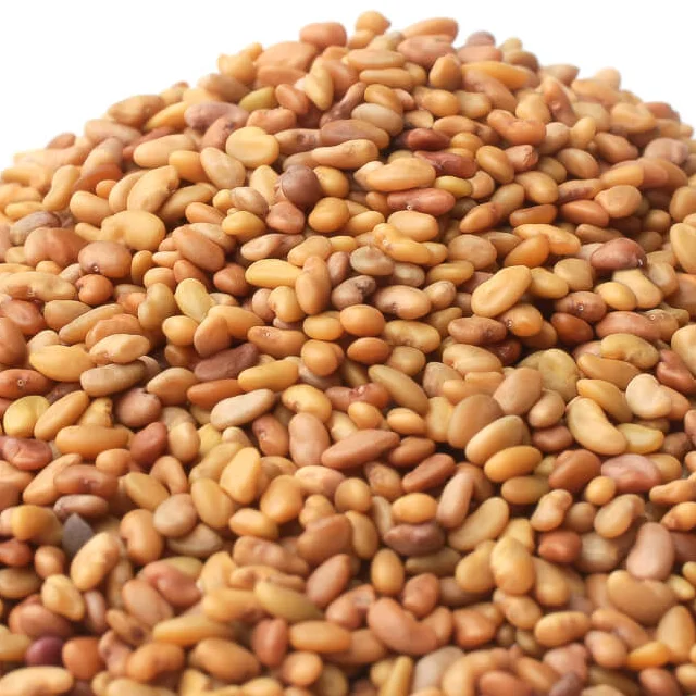 Alfalfa Sprouting Seed