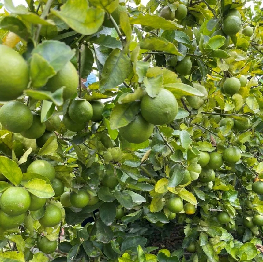 FRESH SEEDLESS LIME FULL SIZE S/M/L FOR DUBAI MARKET CHEAP PRICE TRACY CAO 84 969 800 854