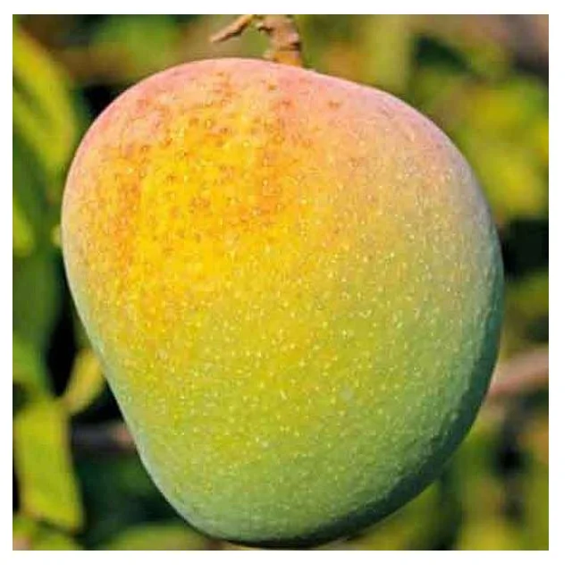 
Fresh Badami Mango Exporters in India 