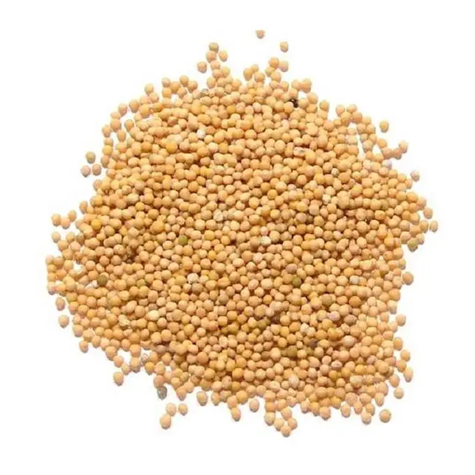 Bulk Supply High Quality Mustard Seed at Lowest Price Seasonings Mustard Seeds Yellow Mustard Seeds Dried Mustard With Low Price