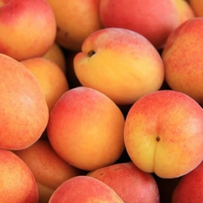 
Top Quality Fresh Apricot, Organic Fresh Apricot, Fresh Apricot Fruit Supplier 