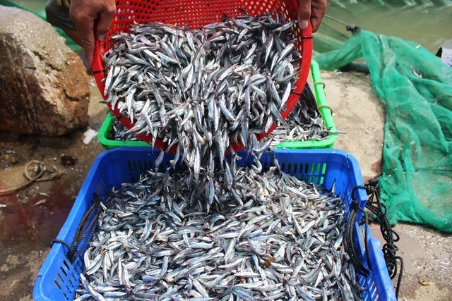 Best quality Dried anchovy by sunshine from Vietnam (Anchois) AD Process - seafood.linda(at)gmail(dot)com W/S: 0084 989 322 607