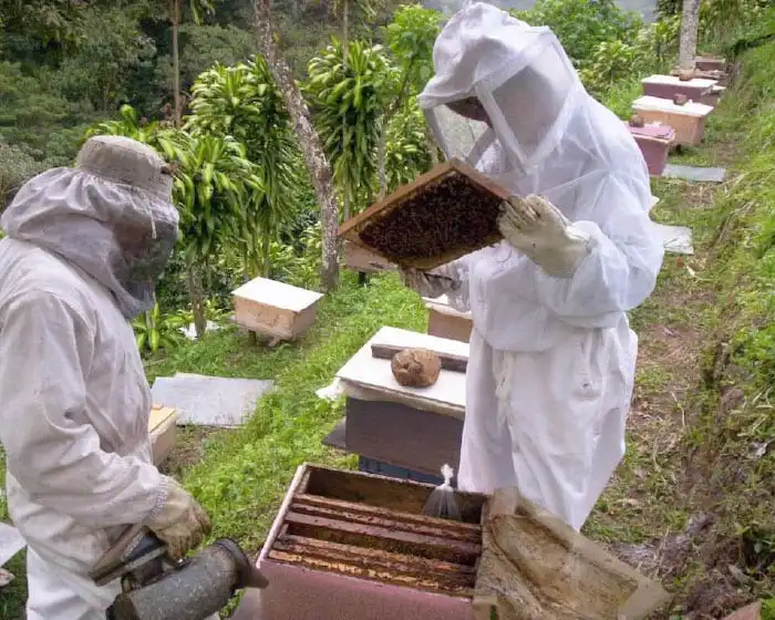 Honey Powder 300g High Quality Raw Bee Mexico Producers Natural Food Dry Fresh Replace Sugar Maya Chiapas Bag