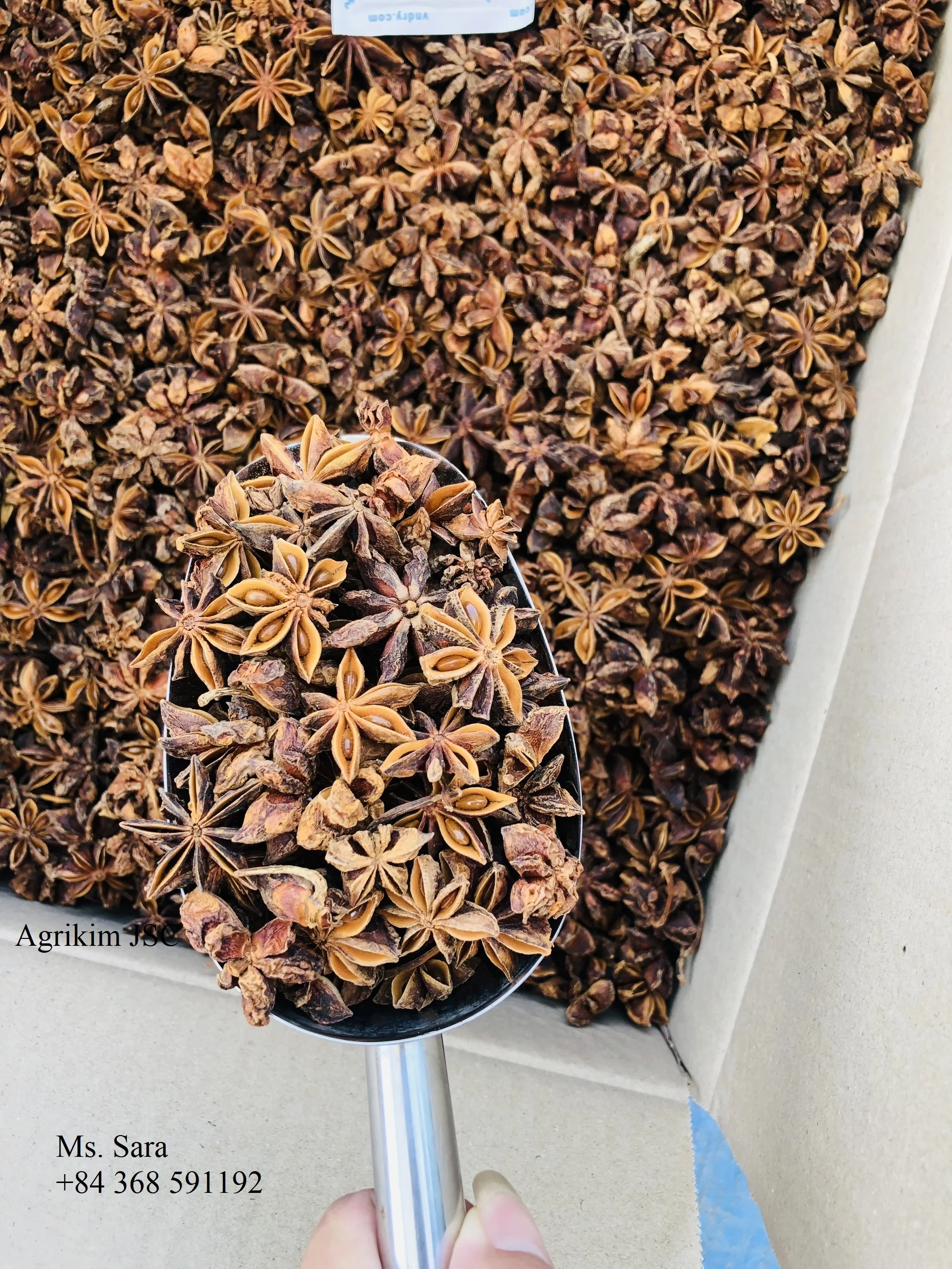 WS +84359166896 No.1 Vietnamese Star Anise With High Oil Content And Super Dry Ready To Ship New Crop Best Choice Good Price