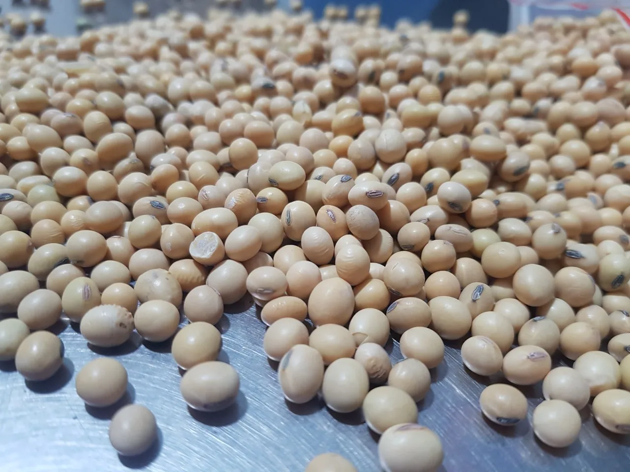 
Soybeans Good Quality Wholesale Natural Soya Beans 