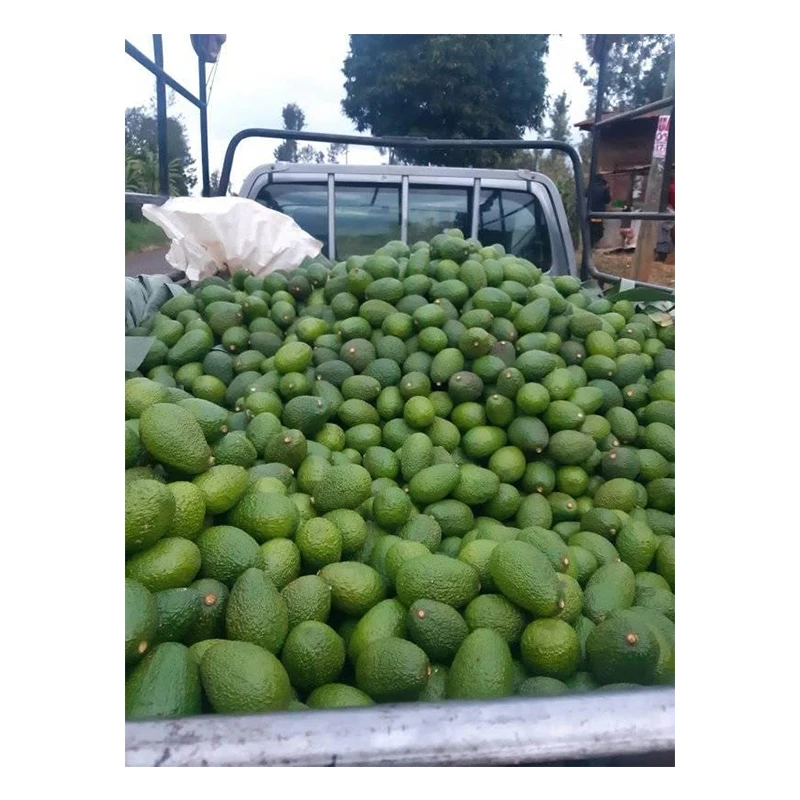 Оптовая продажа свежих авокадо Премиум-качества для продажи по низкой цене из Перу