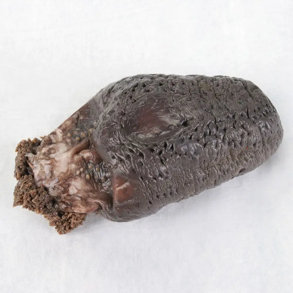 High quality dried sea cucumber