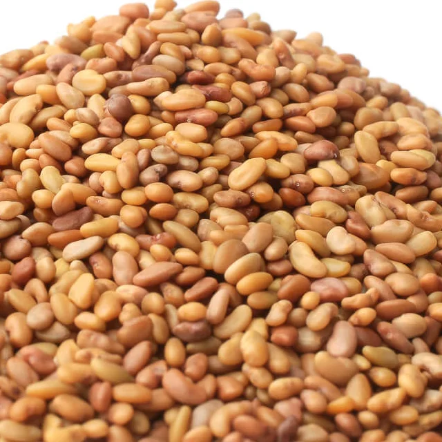 Alfalfa Sprouting Seed