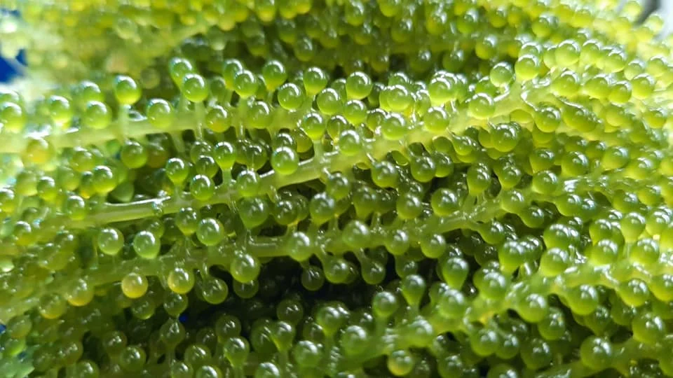 Export Bulk Sea Grapes/ 100% Natural Sea Grapes  +84 929 397 651