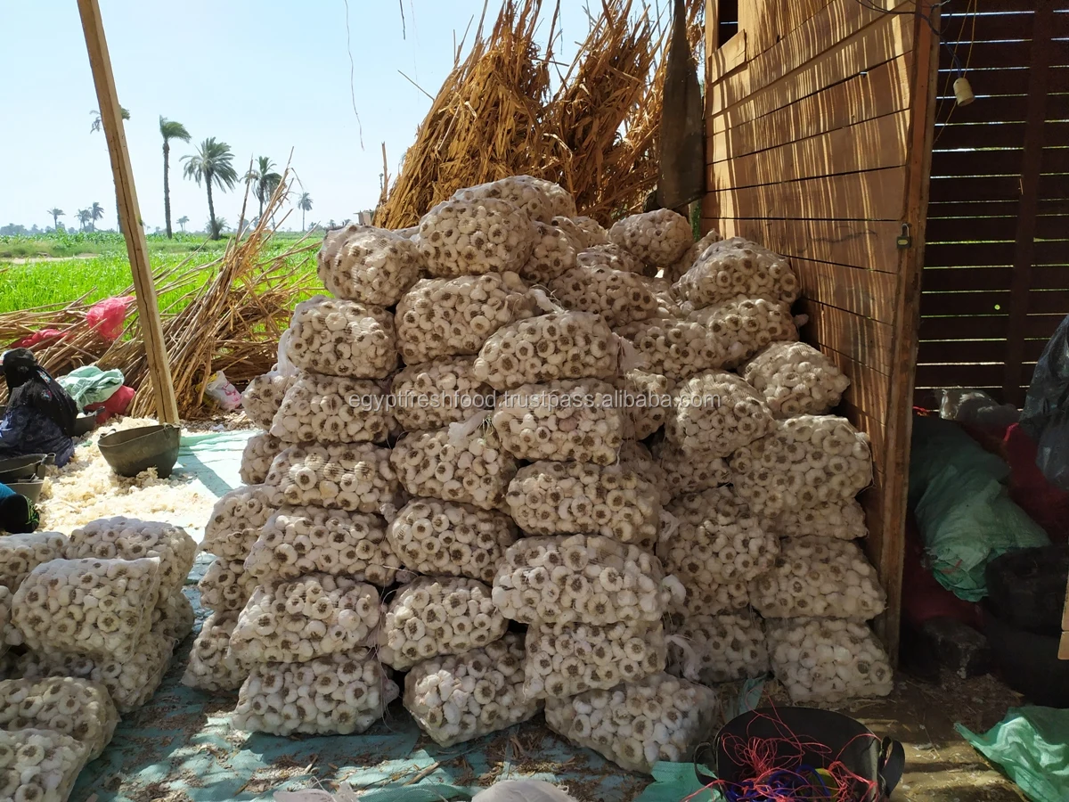 Fresh White Garlic , Purple Garlic for sale ready to export from Egypt season 2020