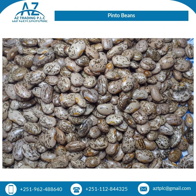 Factory Direct Sale Clean Red Speckled Dried Style Organic Ethiopian Pinto Beans for Wholesale Buyers