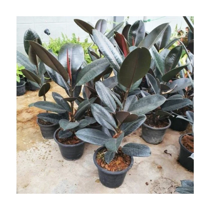 Натуральные растения фикус эластичный из Таиланда