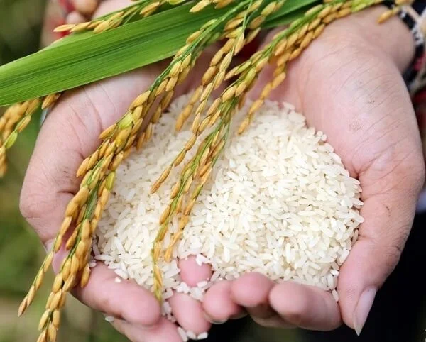 Лучшее качество Белый липкий клейкий рис вьетнамский белый 5% сломанный (компания Thai Lien мисс фуон: + 84789196389)