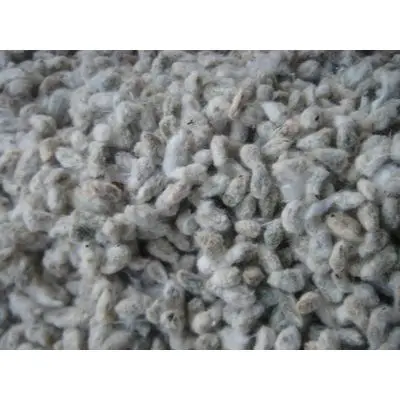 Cotton seed for sale