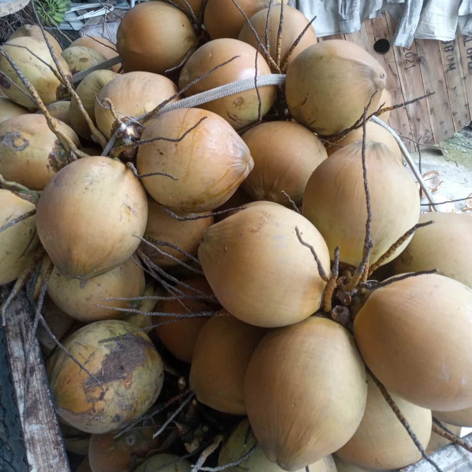 Malaysia Coconut Agriculture High Quality Best Brand Supplier Thien Phuc Company Tropical Natural Organic Fresh