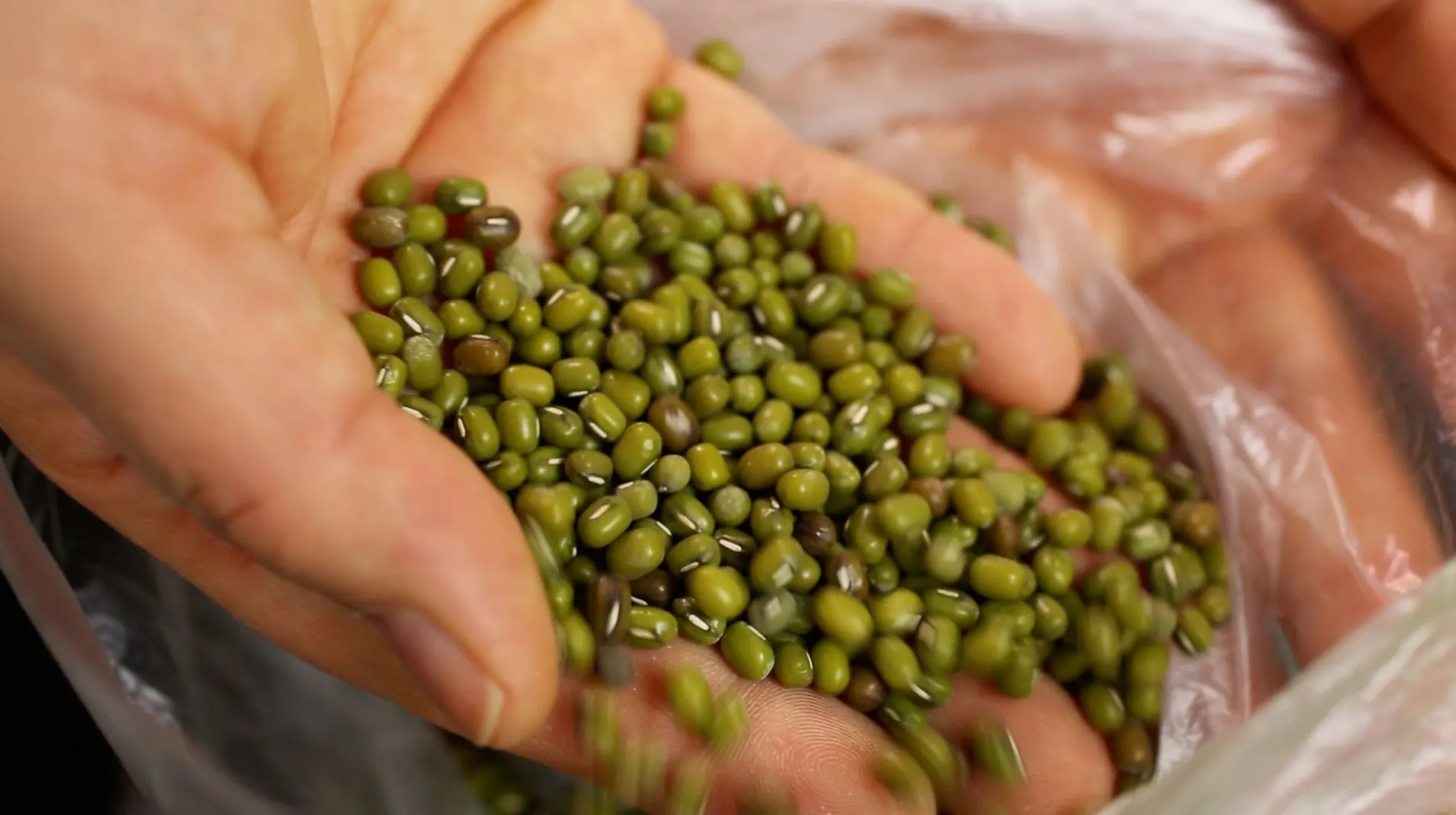 GOOD PRICE Dried Green Mung Bean with high quality from Vietnam - ATL GLOBAL