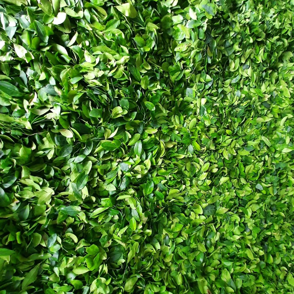 Dried Lemon Leaves/ Slices Dried Lemon leaves/ Dried Lime Leaves Dehydrated Lemon leaf for Tea ORigin Vietnam