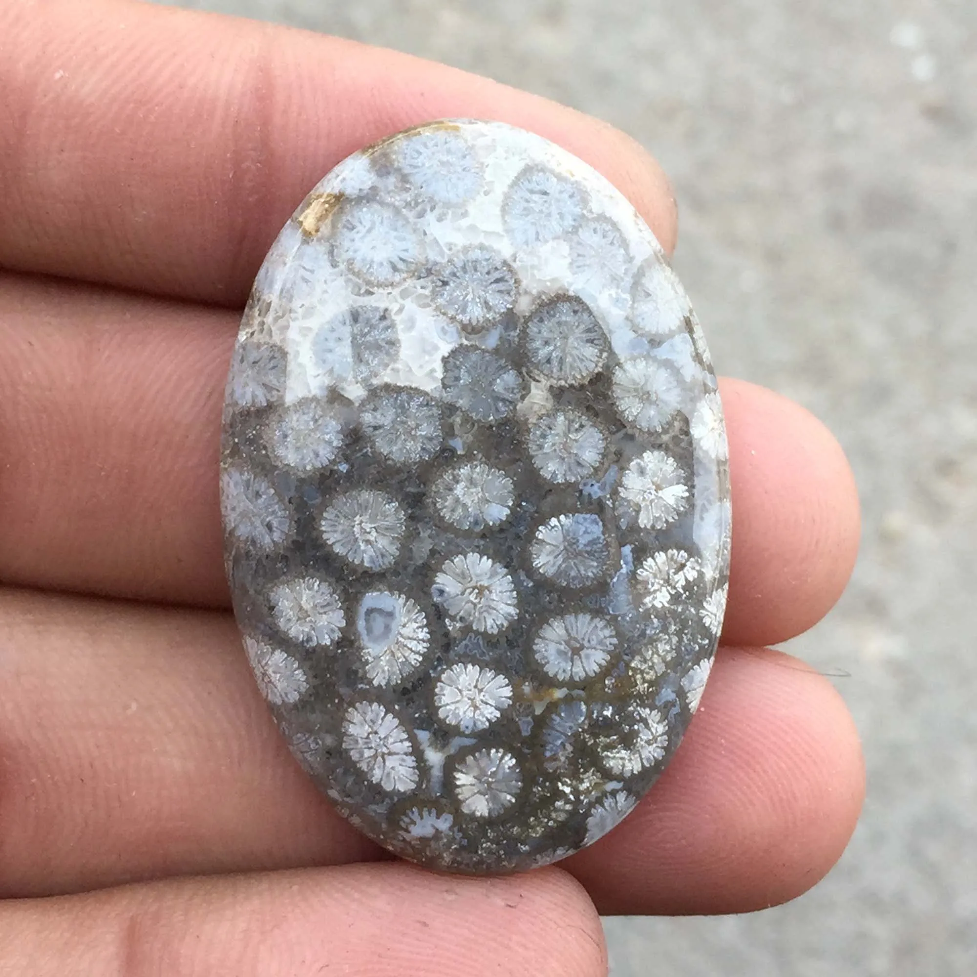 Fossil Coral 100% Natural Gemstone Cabochons High Quality Fossil Coral Stone Polished At Wholesale Price
