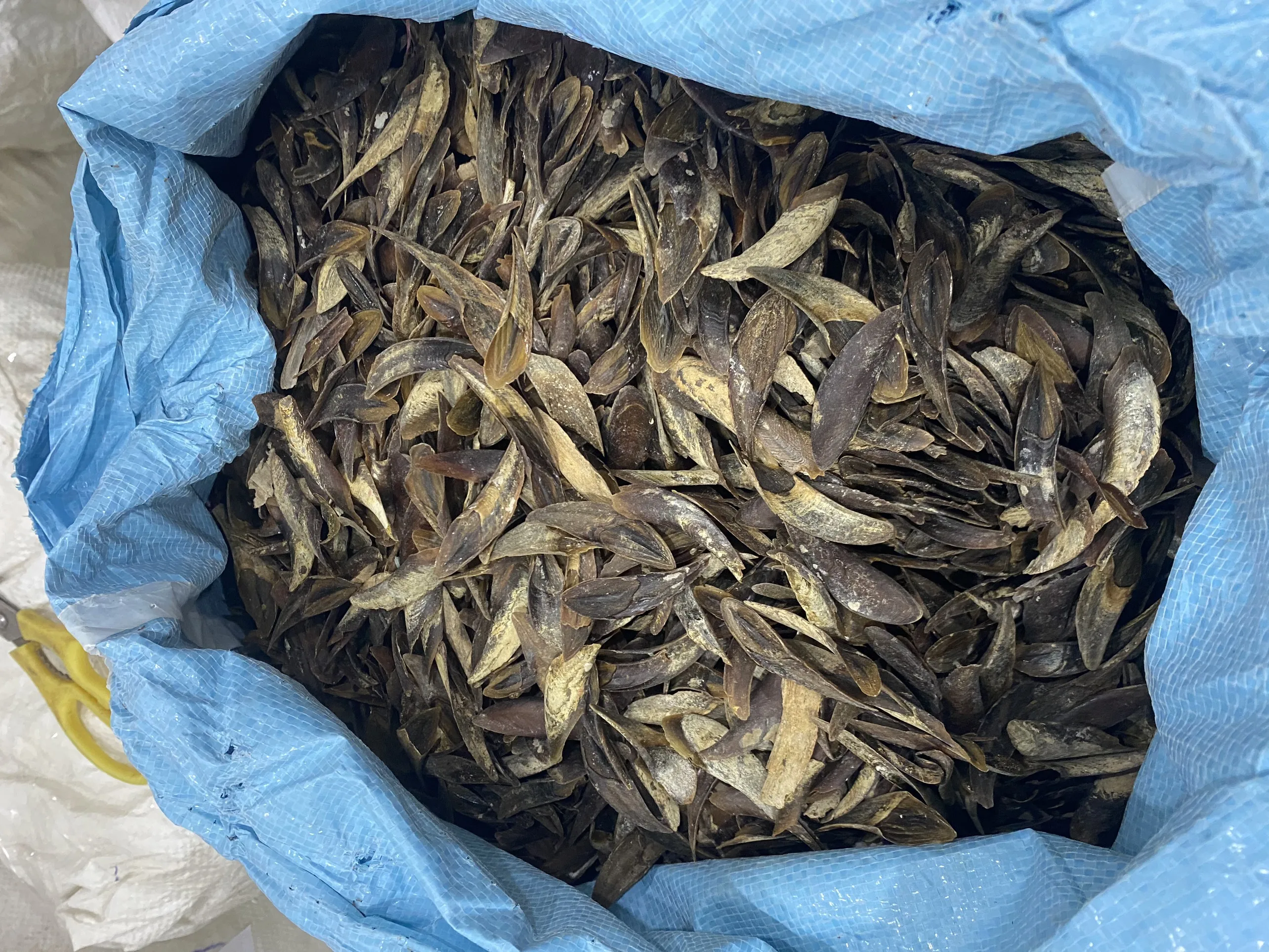 Cheap Wholesale Seashell Murex Operculum Murex Snail Dry / Ramose murex snail and Chicoreus ramosus on the Shores