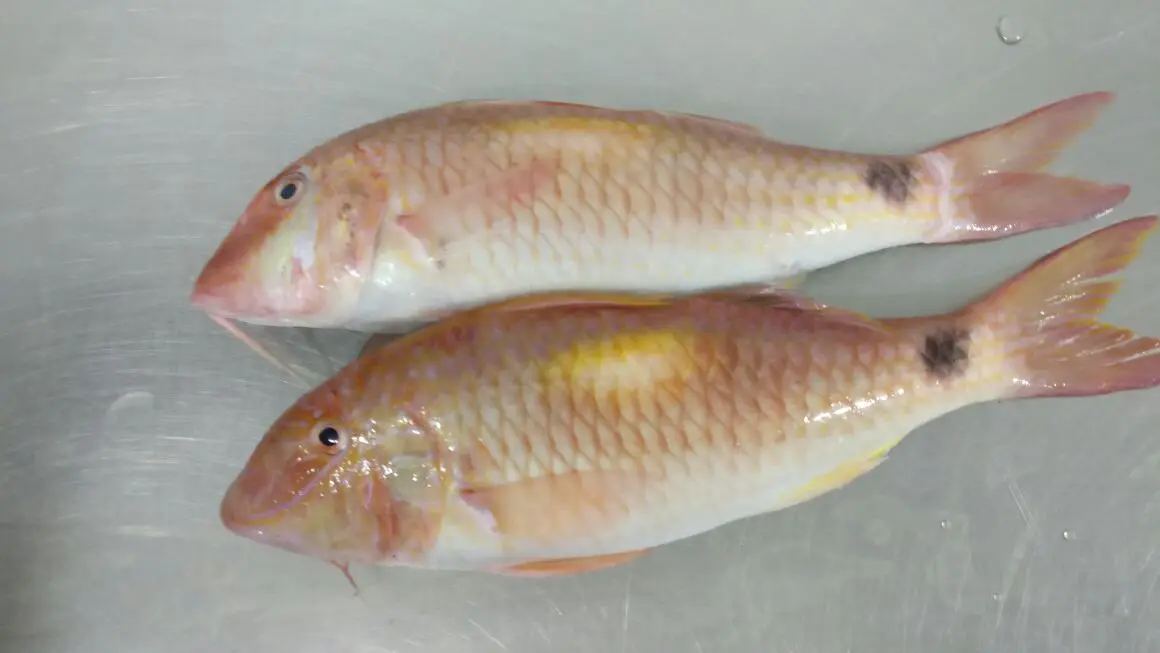 
FROZEN RED MULLET WHOLE 