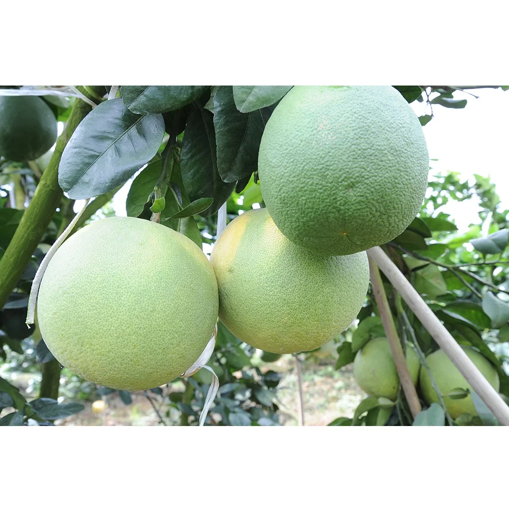 Высокое качество оптовая продажа специальная кухня органическое культивирование зеленый грейпфрут со сладким вкусом из Вьетнама