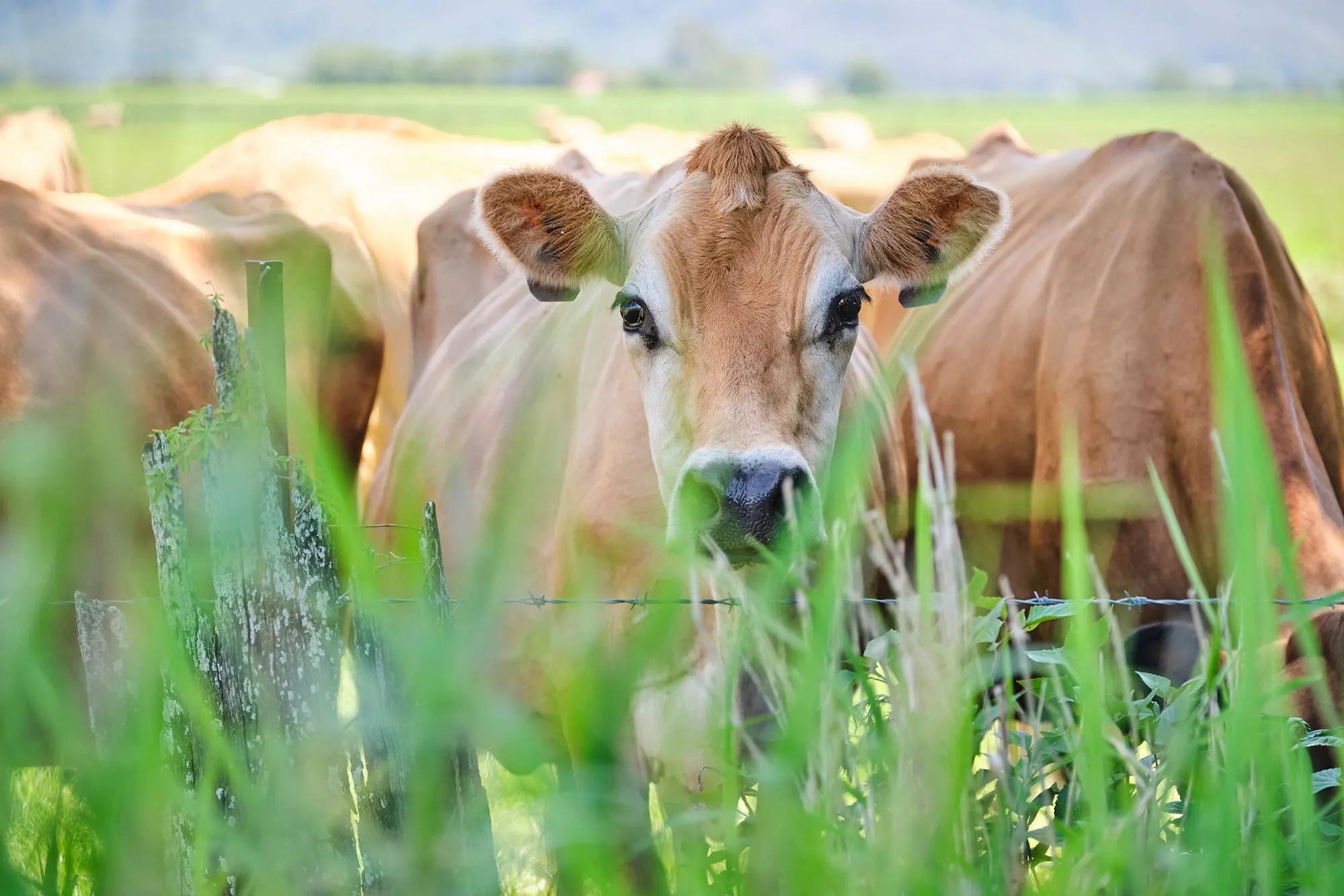 Organic Premium Baby Oats Cereal