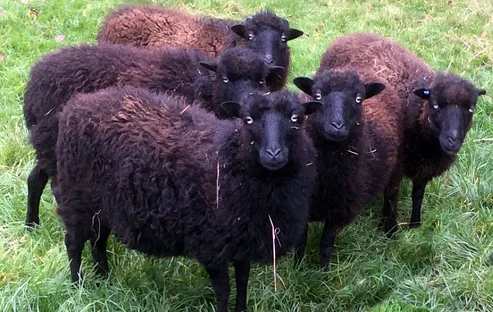 Ouessant sheep,cow,camel,sheep,goat,ox,bull