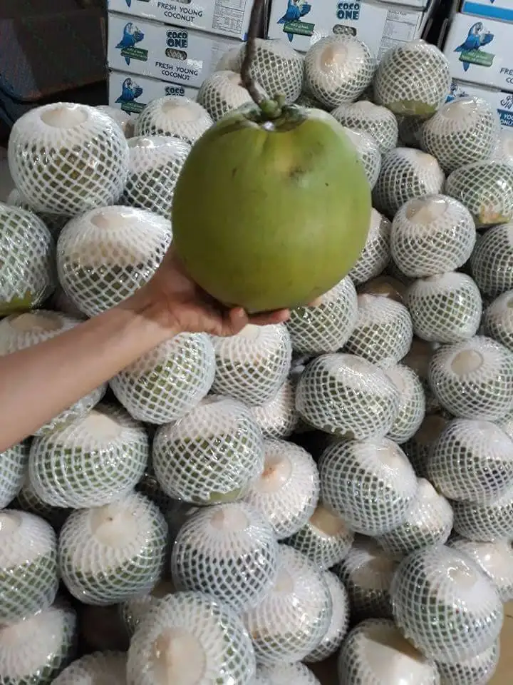 Fresh Young Coconut from Vietnam +84826064364 WS
