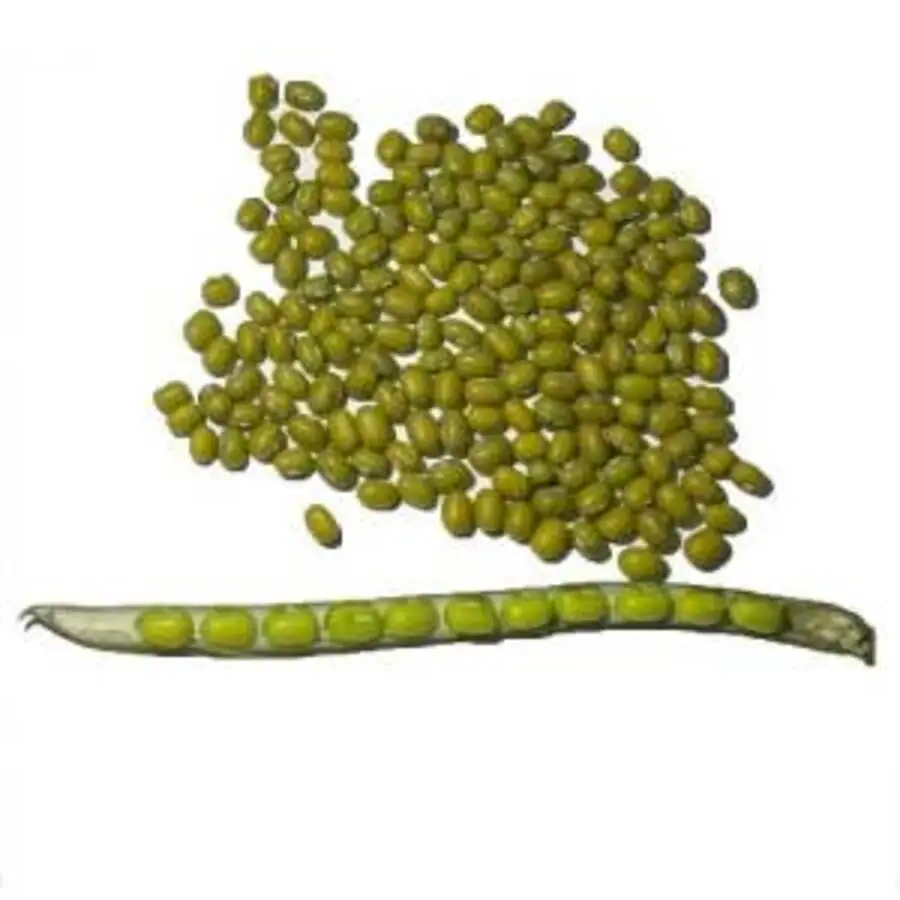 Promotional Various Good Quality Indonesia Mung Bean Green Beans