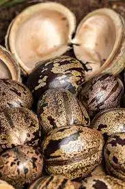 Оптовая продажа семена необработанной резины сушеные коричневые орехи MS ANNA + 84902804571