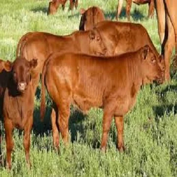 
Live Healthy Cattle 