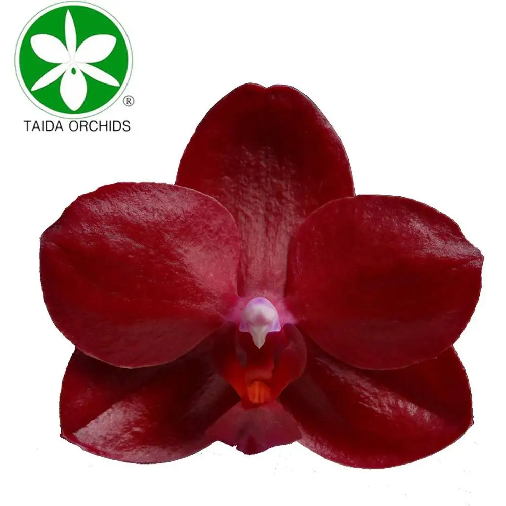 
luxury orchid plants phalaenposis for sale 