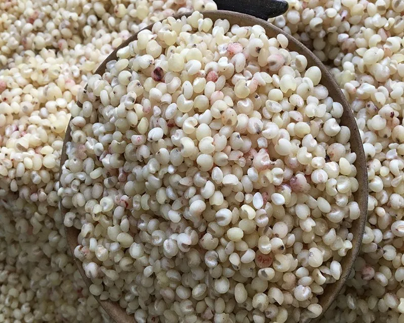 Зернистый сорго лучшее качество выглядит покупателем