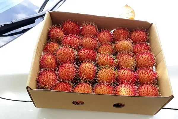 Type 1 Fresh Rambutan from Vietnam - Ms KiO HYUNH + 84 34 375 8904