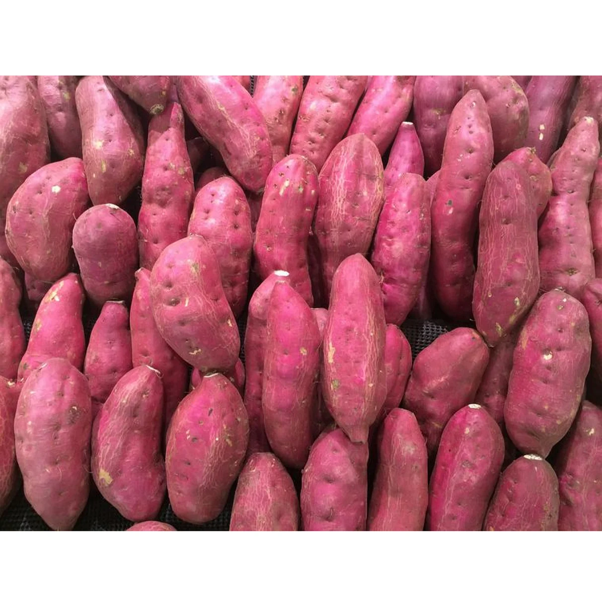
High Quality - Good Healthy - Fresh Sweet Potato 