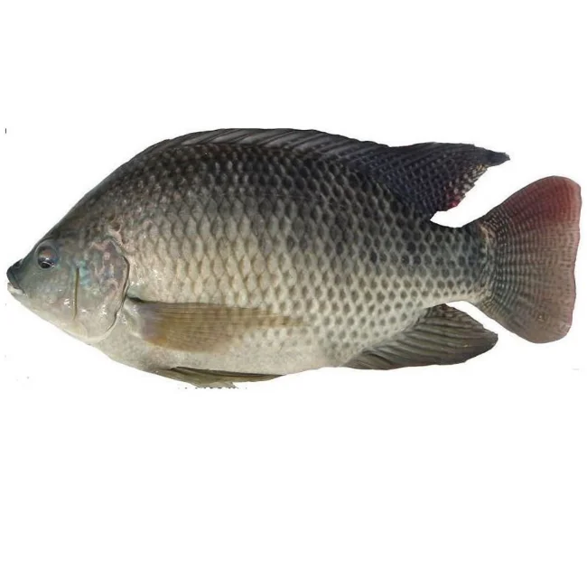 Лидер продаж оптовая продажа органические морепродукты лучшего качества замороженная рыба тилапии низкая цена из бангладеш