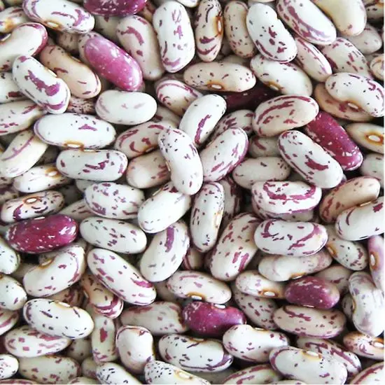 High Grade Cheap Sugar Beans Organic Red Kidney Beans