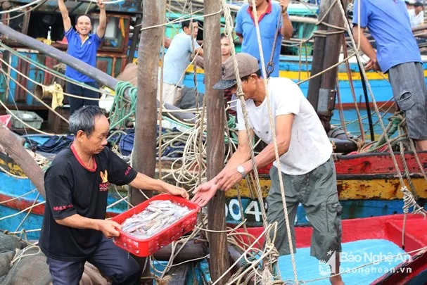 ATL GLOBAL - SKINLESS очищенная закуска для морепродуктов сушеный кальмар высокого качества из Вьетнама (Whatsapp: + 84975262928 Хелен)