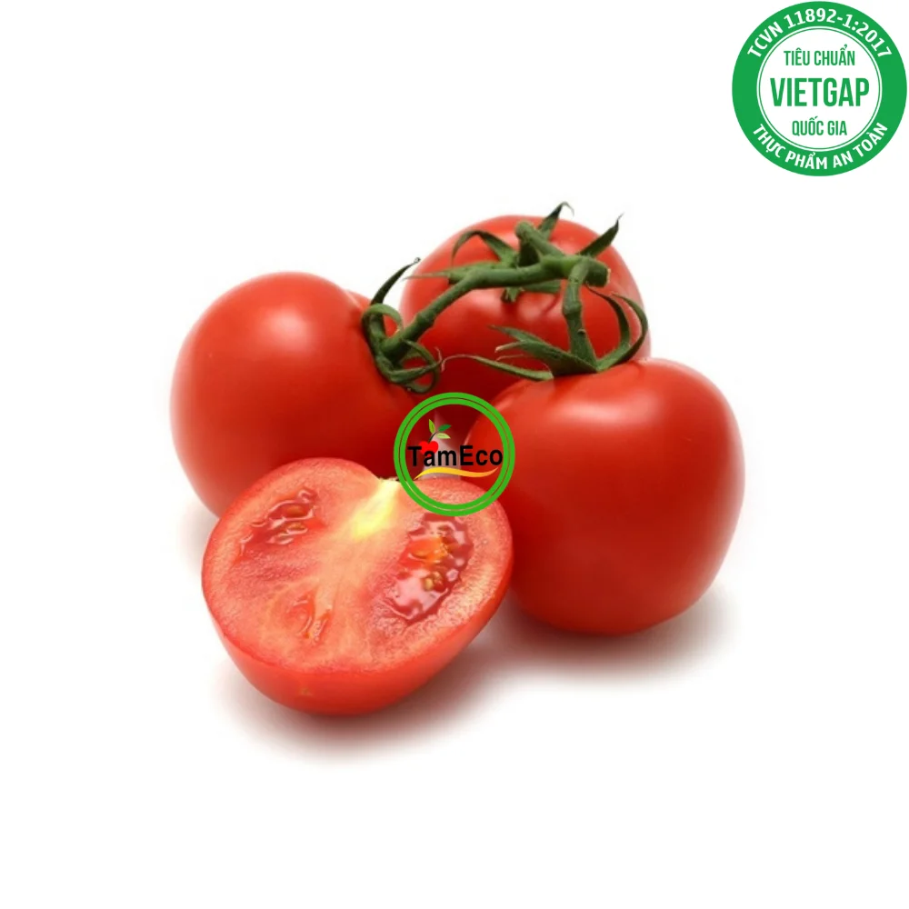 Vietnam All Season Vegetable Fruits TamEco Fresh Vegetables Fresh Round Oval Red Roma Tomatoes Carton Box