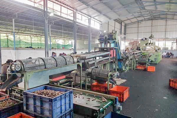 Automatic  Cashew nut shelling and processing machine lines. Full set from raw cashew into finished product.