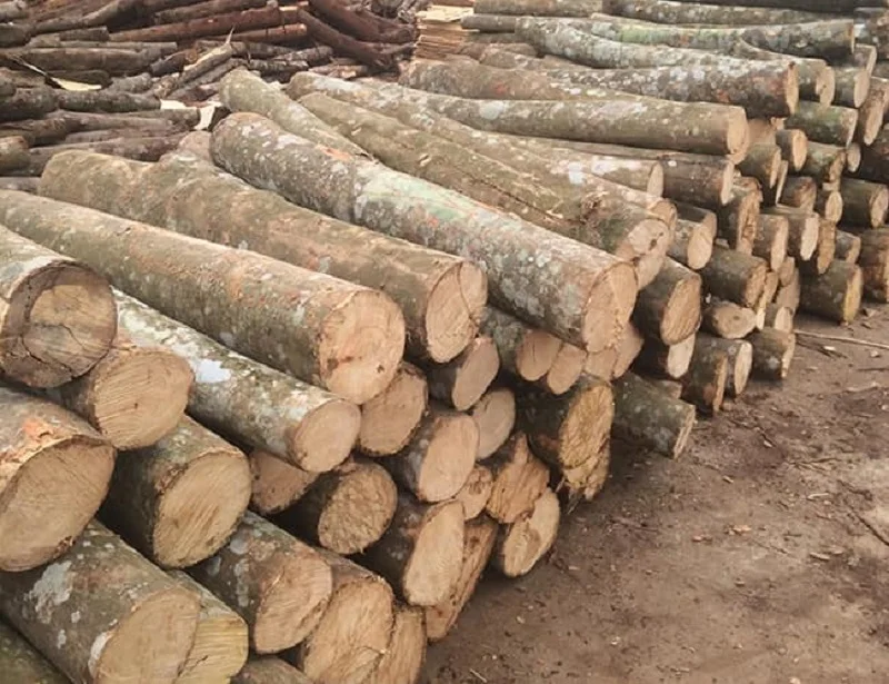 Natural ACACIA Wood Logs dried wood From Vienam firewood Kiln Dried FOR SALE WHATSAPP +84 966 523 629